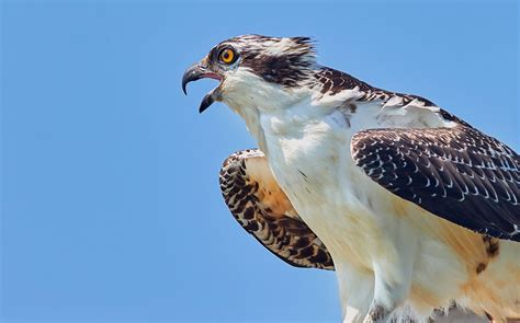 plural of osprey|More.